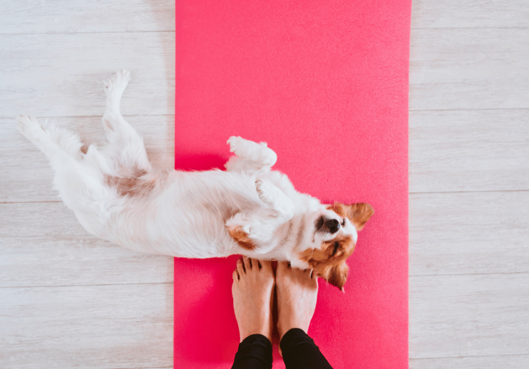 Small dog lying on a pink yoga mat next to a person’s feet, ready for a fun at-home workout.