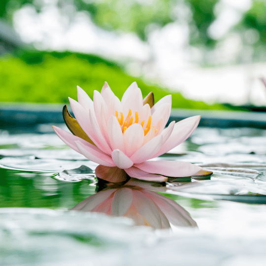 How To Get Started With Mindfulness Meditation: Resource Guide | Lotus flower