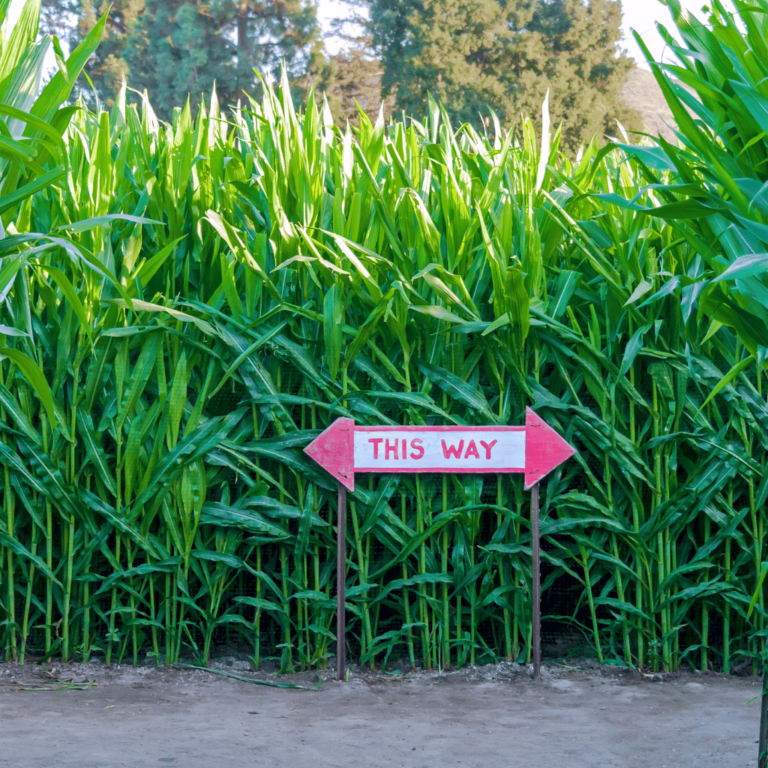 50 Unique Fall Bucket List Ideas | Corn maze