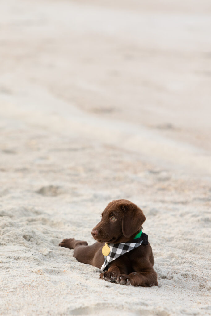 Healing with Angelia - Chocolate Lab on the Beach