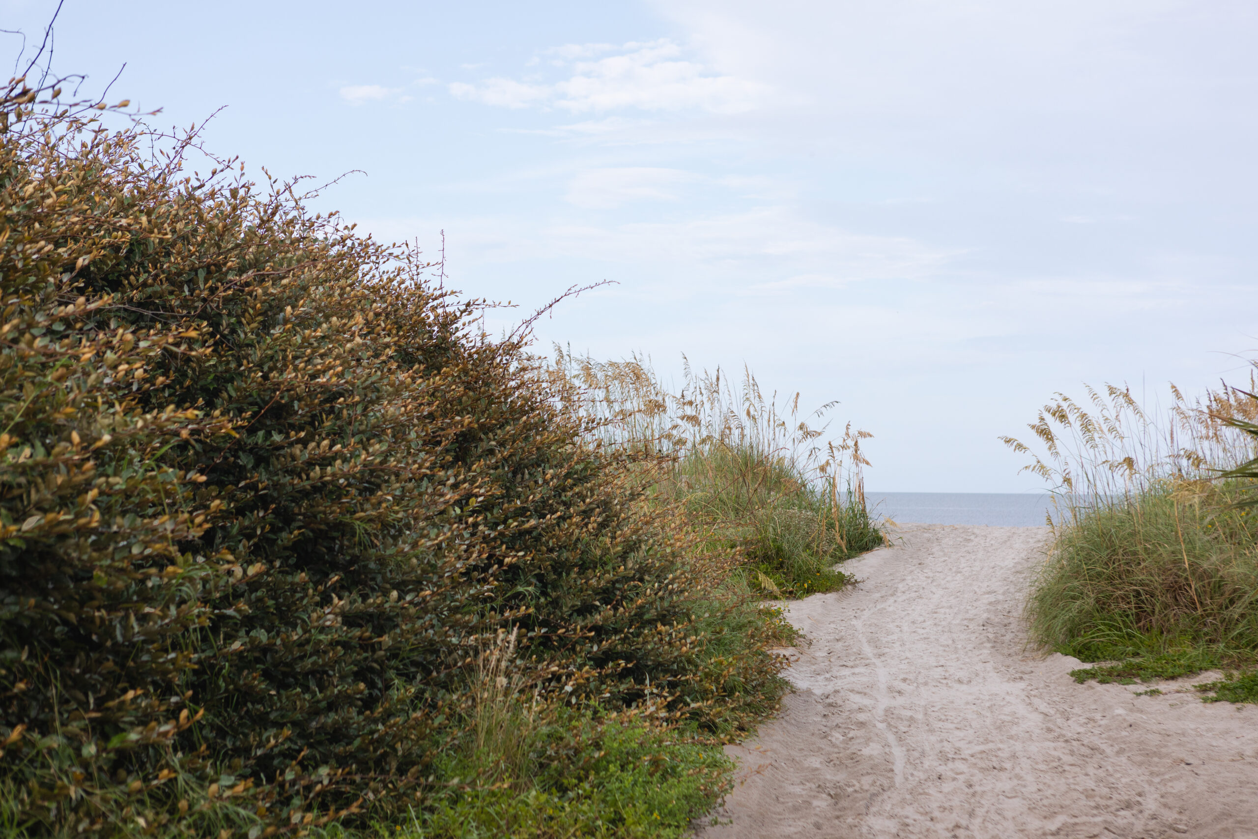 Healing with Angelia - Path to the beach landscape